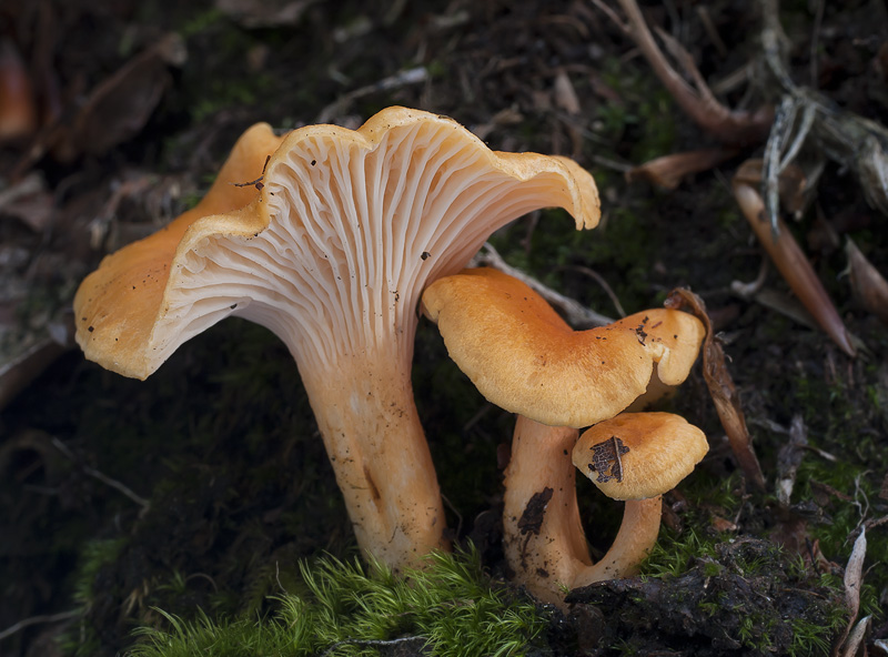 Cantharellus friesii